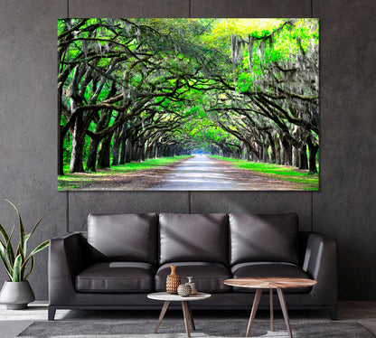 Old Oaks with Moss Along the Road Canvas Print-Canvas Print-CetArt-1 Panel-24x16 inches-CetArt