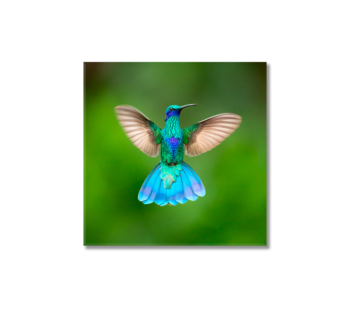 Sparkling Violetear Colibri Coruscans Canvas Print-Canvas Print-CetArt-1 panel-12x12 inches-CetArt