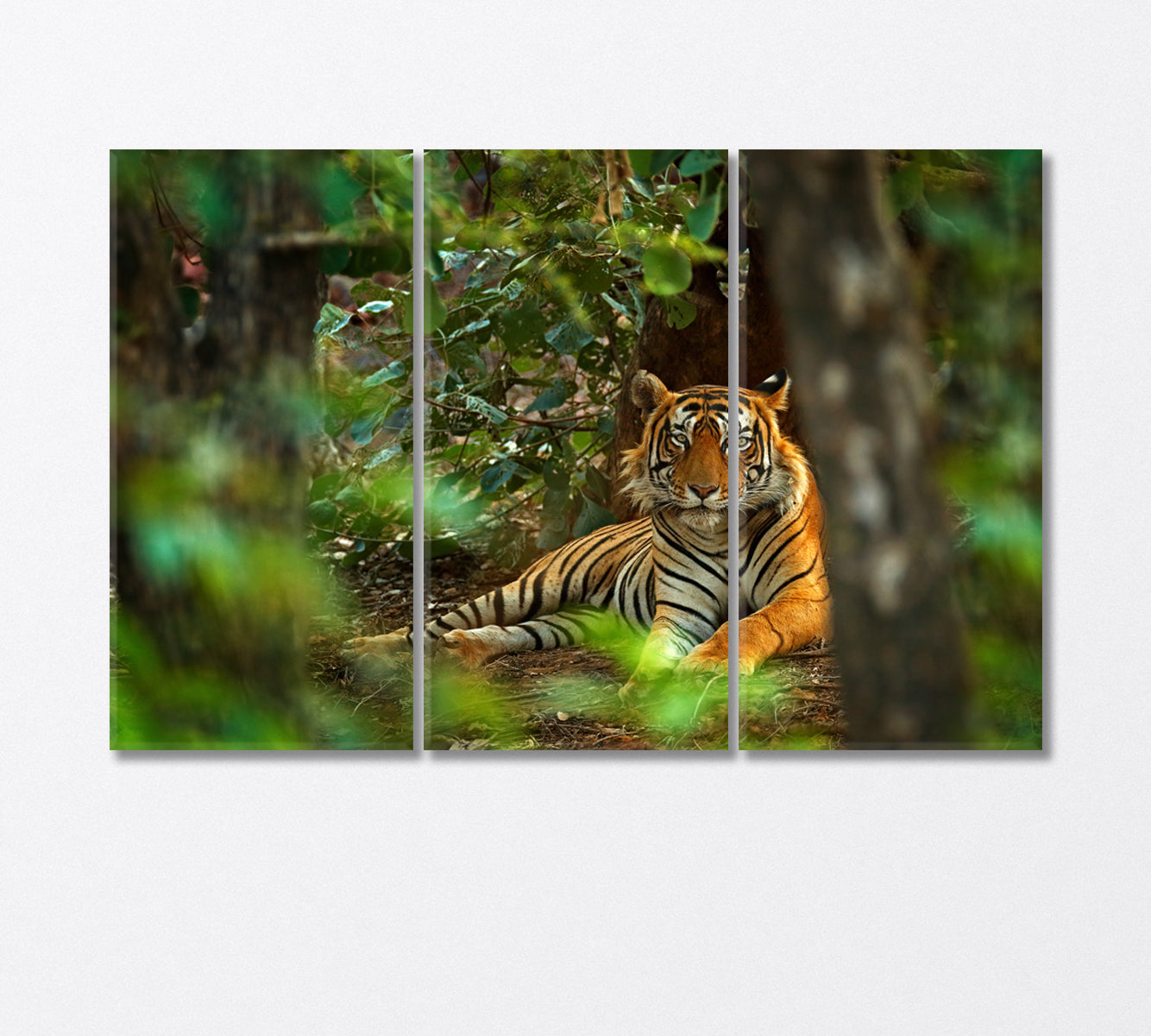 Male Indian Tiger Endangered Species Canvas Print-Canvas Print-CetArt-3 Panels-36x24 inches-CetArt