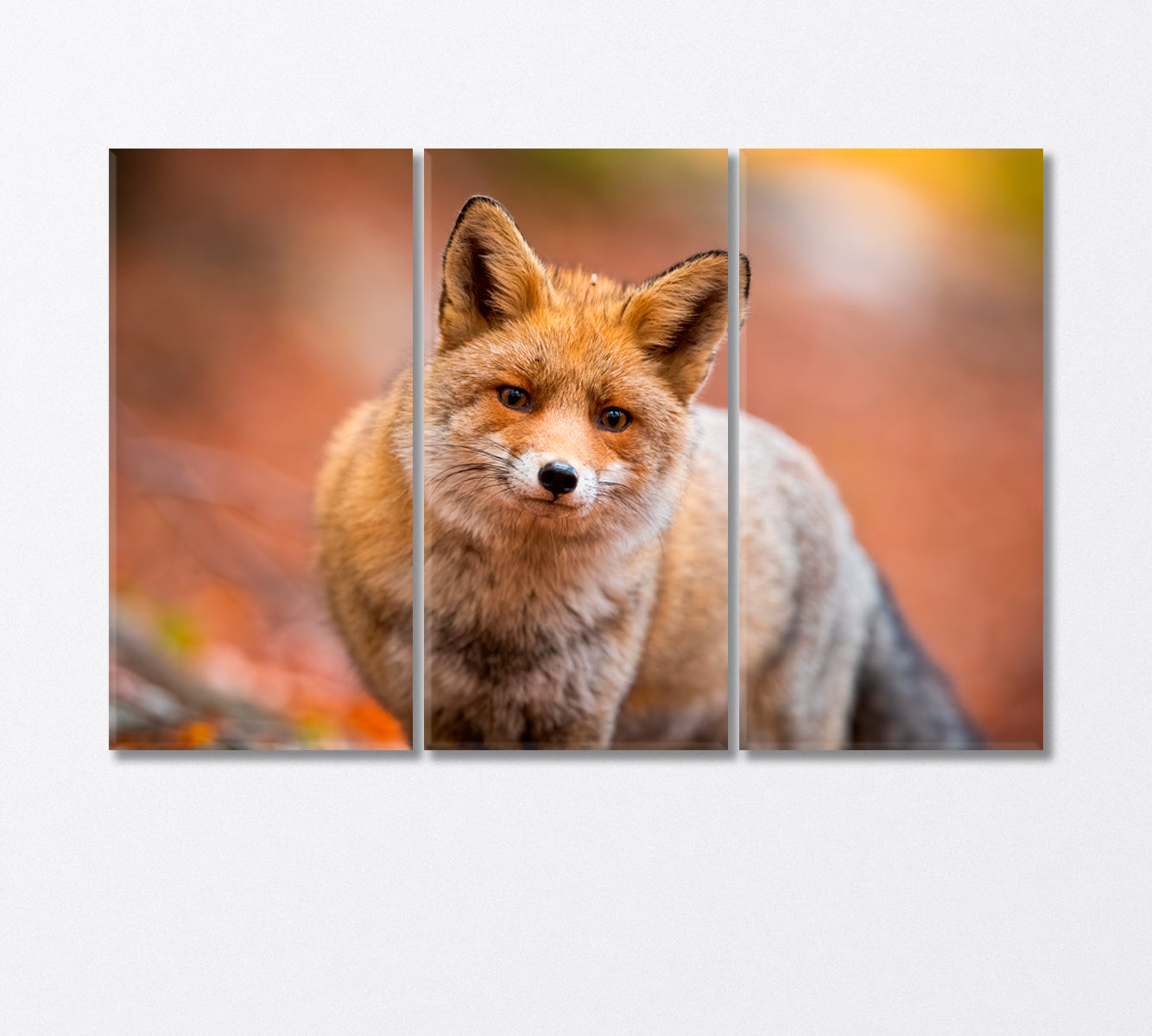 Red Furry Fox Canvas Print-Canvas Print-CetArt-3 Panels-36x24 inches-CetArt