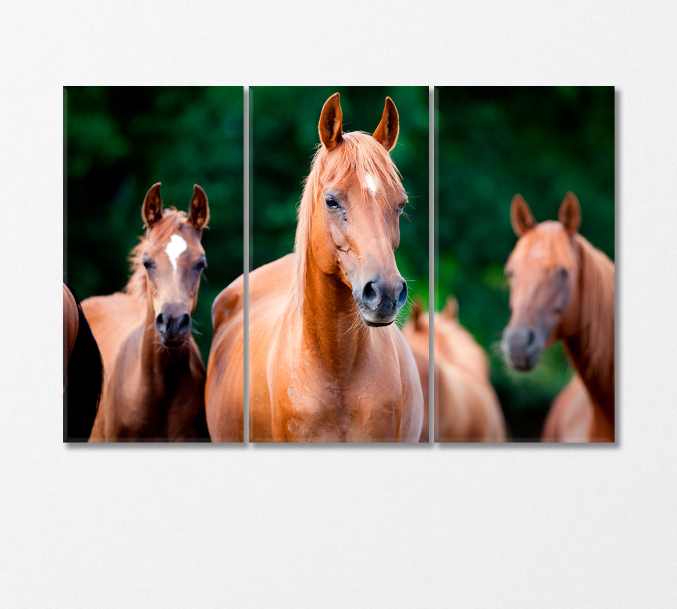 Herd of Arabian Horses Canvas Print-Canvas Print-CetArt-3 Panels-36x24 inches-CetArt