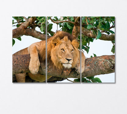 Lion Resting on a Tree in Uganda National Park Canvas Print-Canvas Print-CetArt-3 Panels-36x24 inches-CetArt