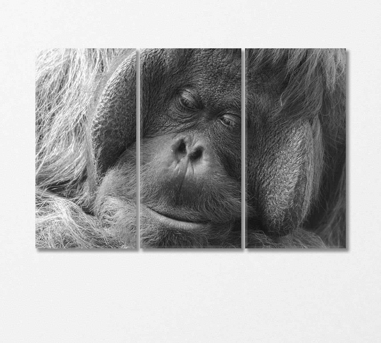 Orangutan in Black and White Canvas Print-Canvas Print-CetArt-3 Panels-36x24 inches-CetArt