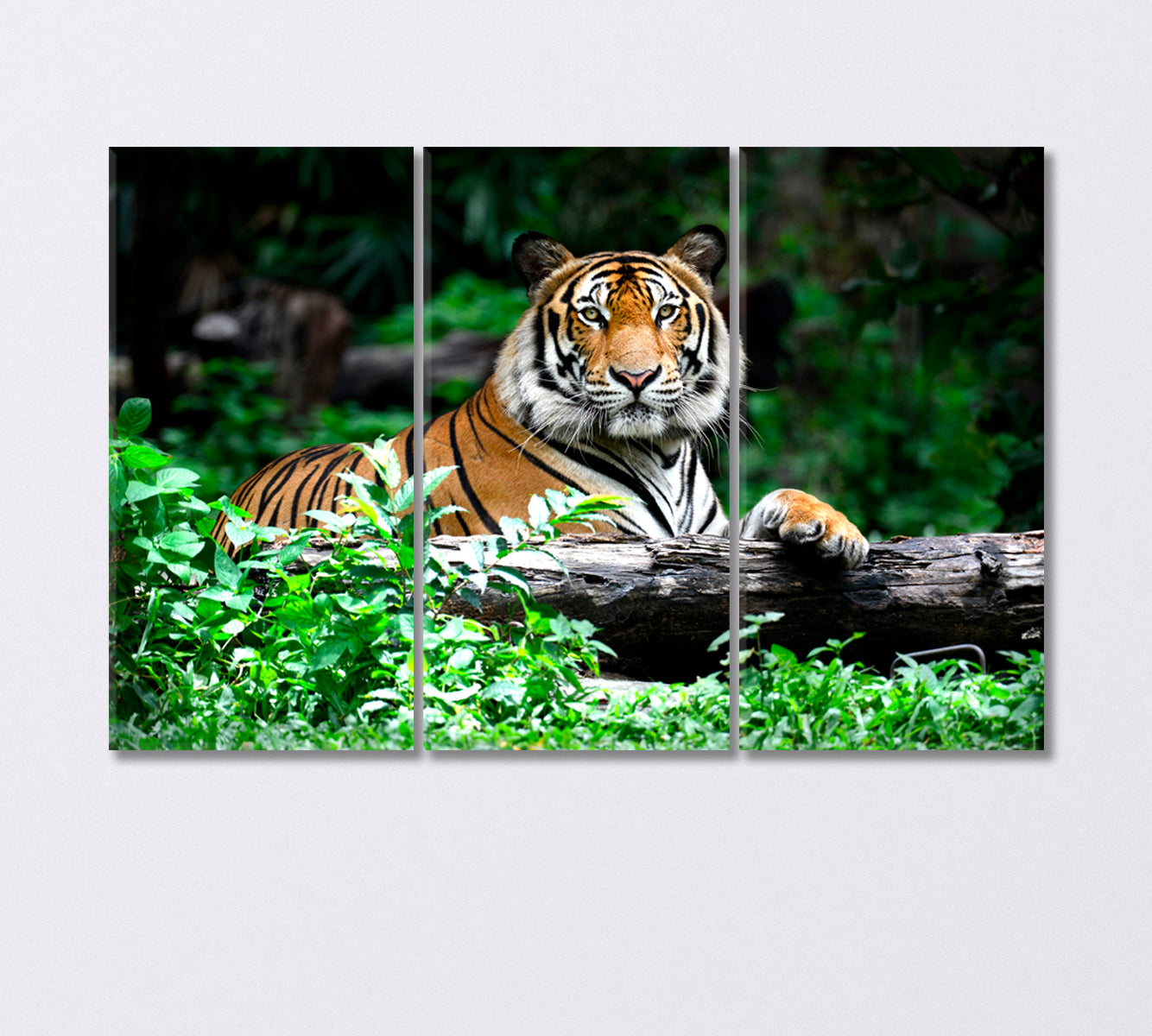 Bengal Tiger Resting in the Forest Canvas Print-Canvas Print-CetArt-3 Panels-36x24 inches-CetArt