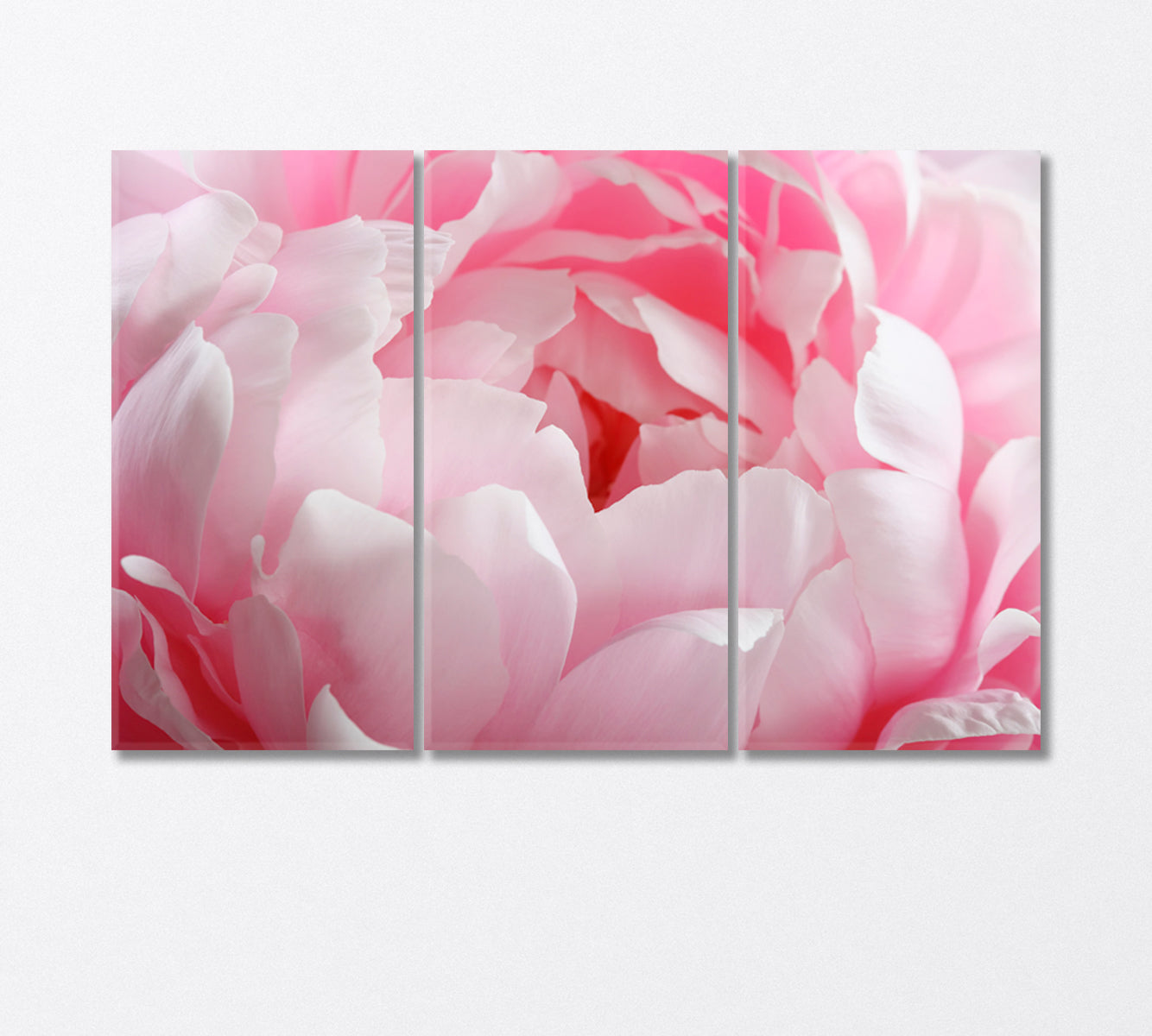 Delicate Peony Flower Canvas Print-Canvas Print-CetArt-3 Panels-36x24 inches-CetArt
