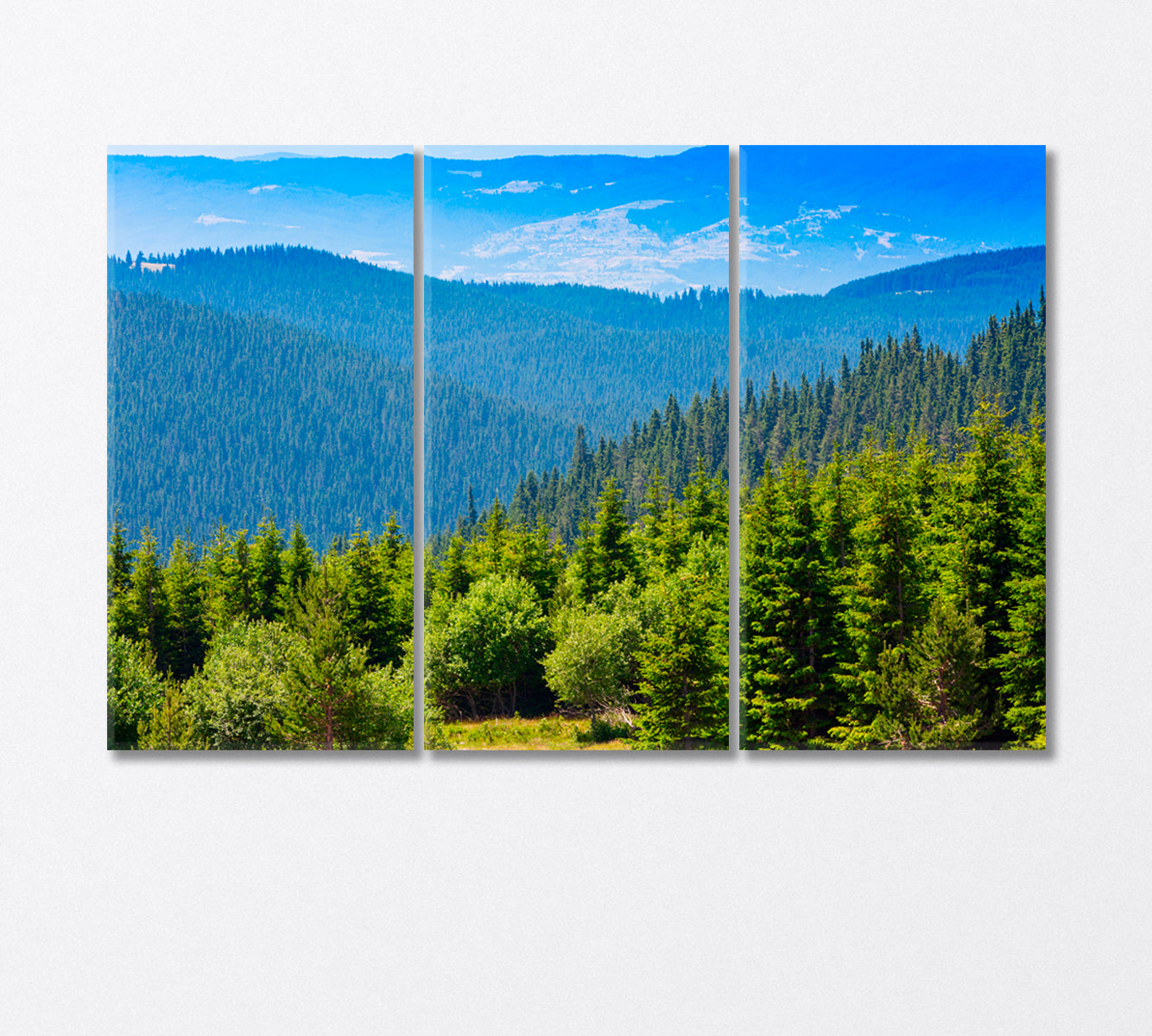 Aerial View of the Pine Forest Canvas Print-Canvas Print-CetArt-3 Panels-36x24 inches-CetArt