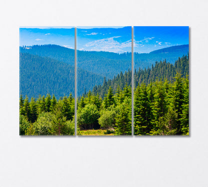 Aerial View of the Pine Forest Canvas Print-Canvas Print-CetArt-3 Panels-36x24 inches-CetArt