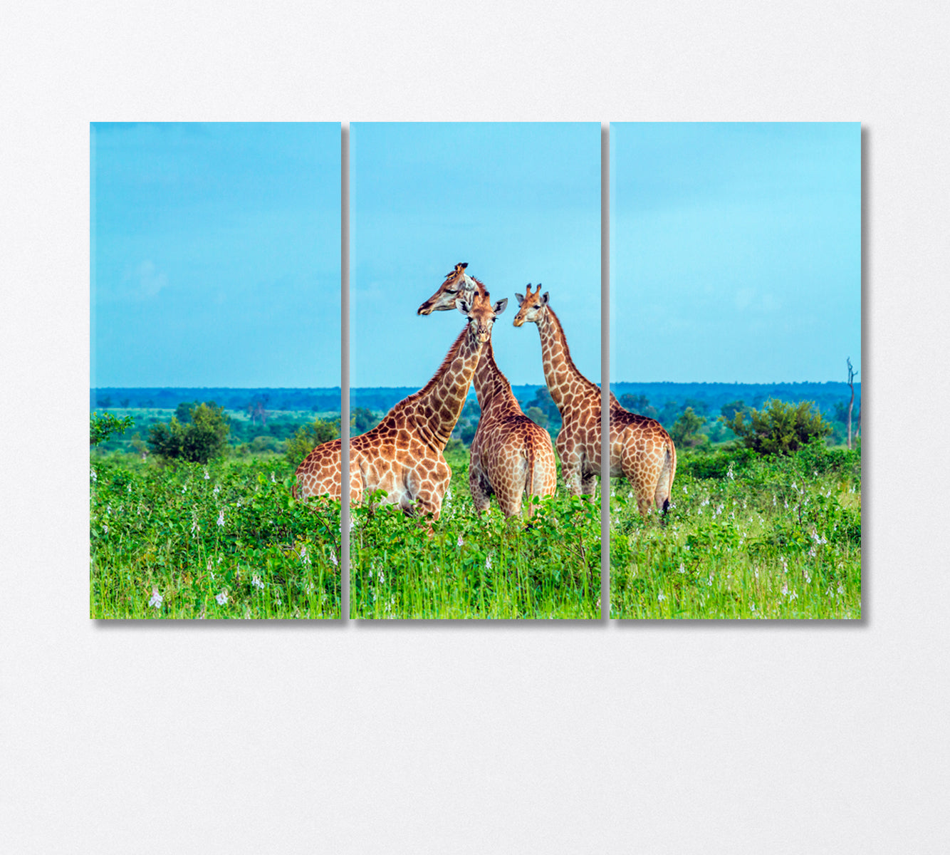 Three Giraffes in Kruger National Park Africa Canvas Print-Canvas Print-CetArt-3 Panels-36x24 inches-CetArt