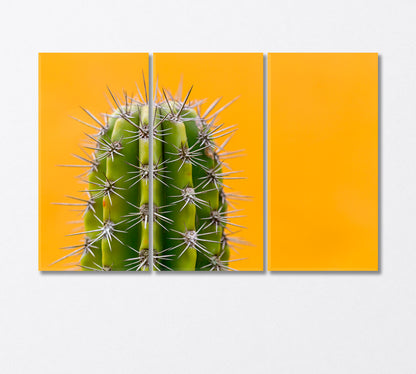 Cactus With Sharp Thorns Canvas Print-Canvas Print-CetArt-3 Panels-36x24 inches-CetArt