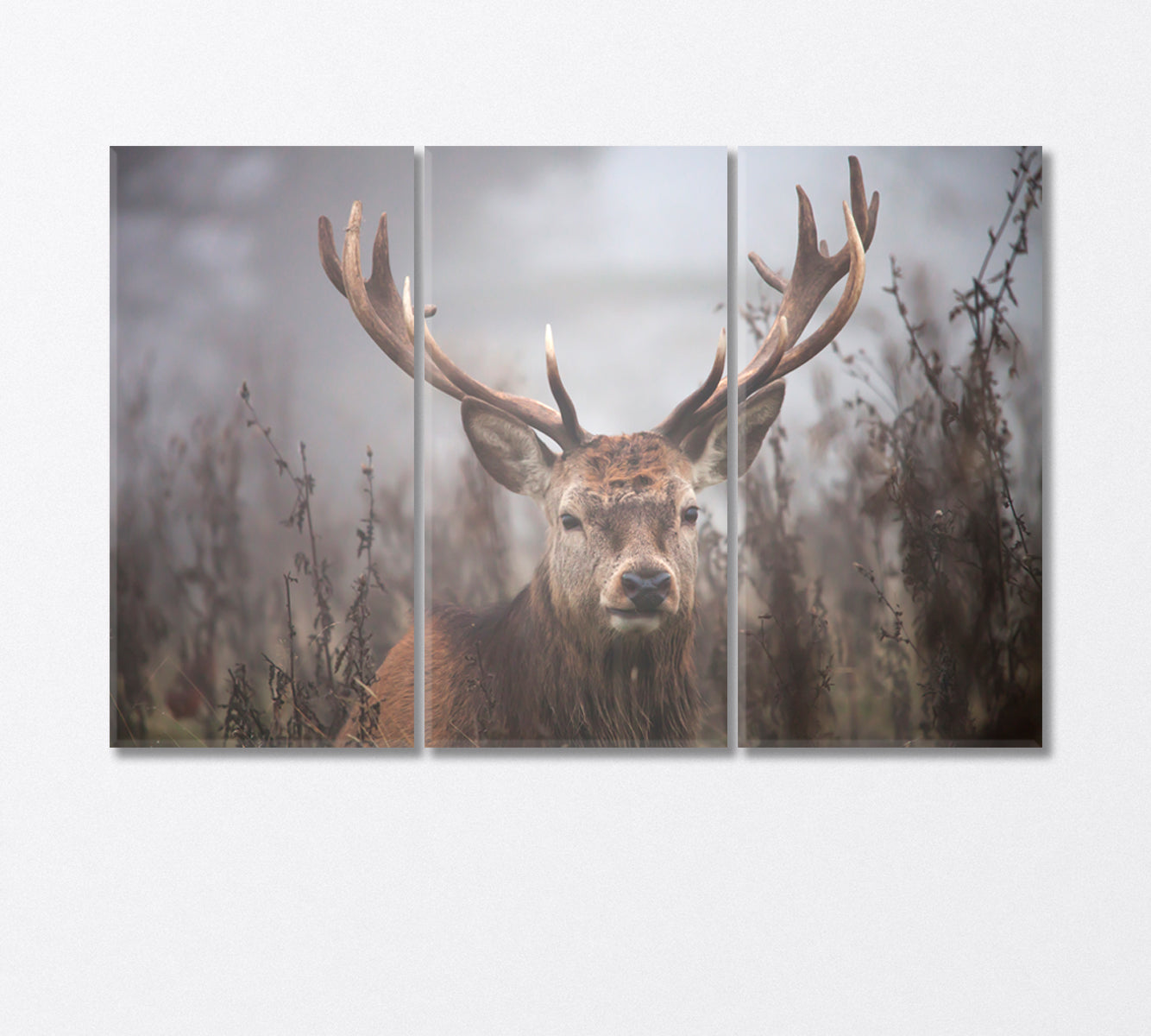 Deer in the Fog Wildlife Canvas Print-Canvas Print-CetArt-3 Panels-36x24 inches-CetArt