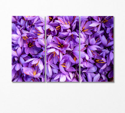 Blooming Saffron Flowers Canvas Print-Canvas Print-CetArt-3 Panels-36x24 inches-CetArt