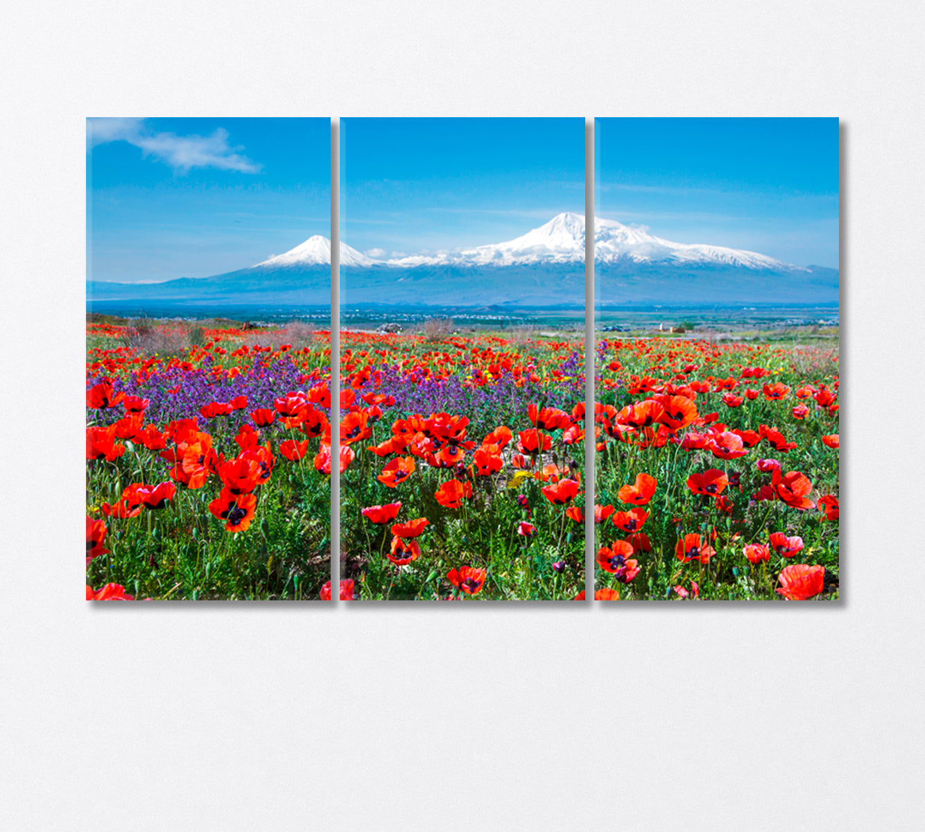 Poppy Field near Mount Ararat Armenia Canvas Print-Canvas Print-CetArt-3 Panels-36x24 inches-CetArt