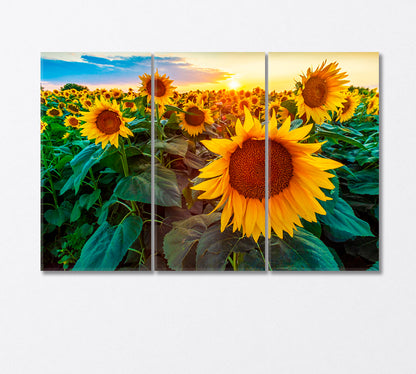 Sunflower Fields at Sunset Canvas Print-Canvas Print-CetArt-3 Panels-36x24 inches-CetArt