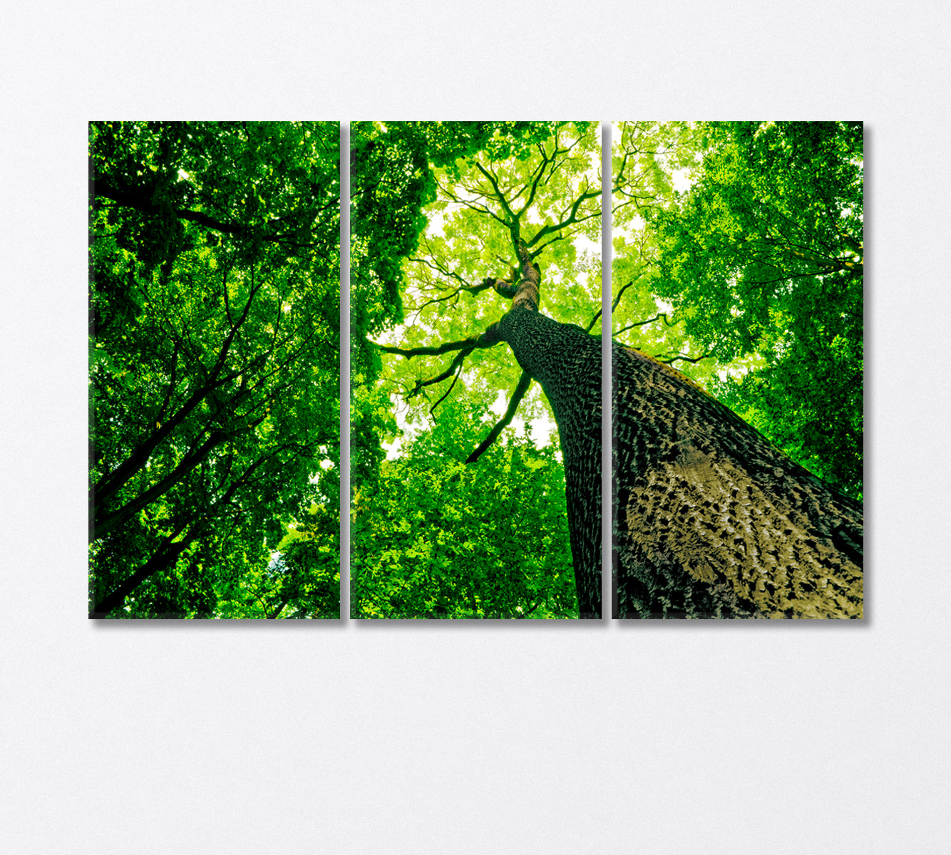 Forest Trees Canvas Print-Canvas Print-CetArt-3 Panels-36x24 inches-CetArt
