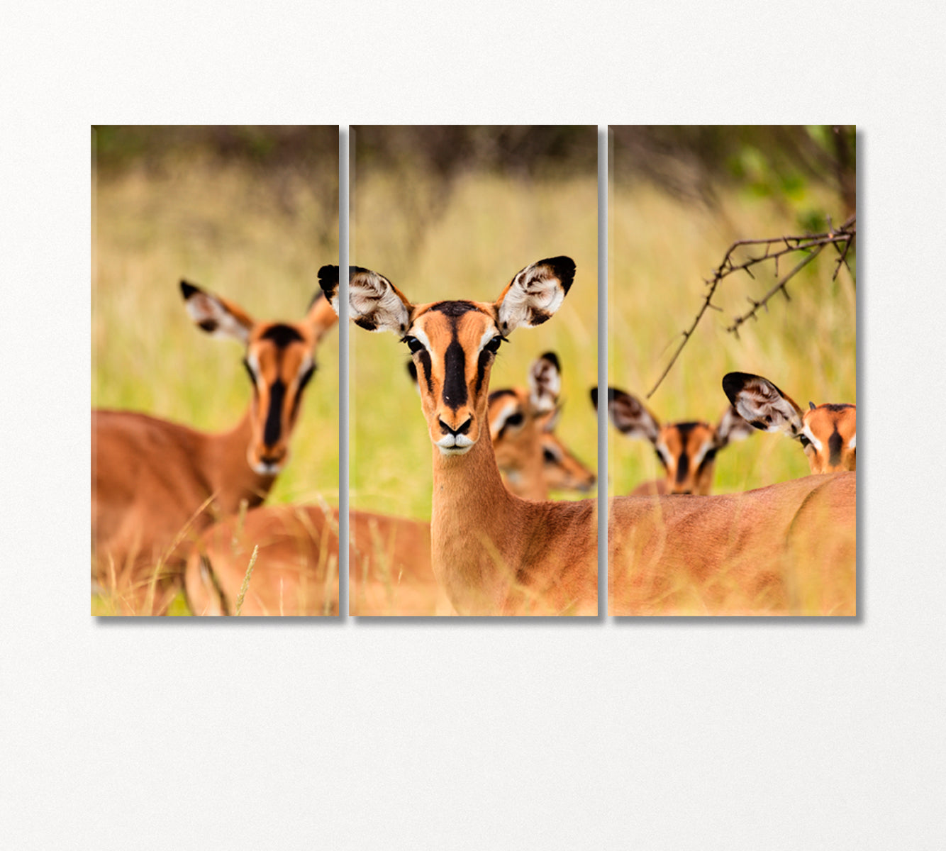 Young African Antelopes Canvas Print-Canvas Print-CetArt-3 Panels-36x24 inches-CetArt