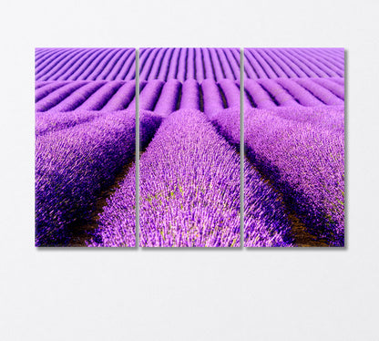 Endless Lavender Field Provence France Canvas Print-Canvas Print-CetArt-3 Panels-36x24 inches-CetArt