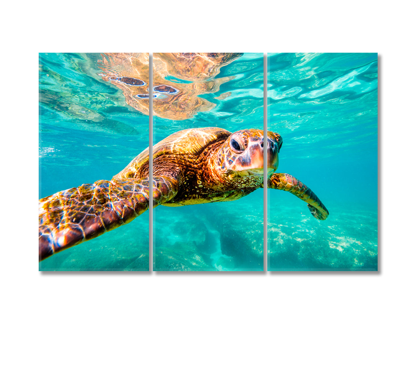 Hawaiian Sea Turtle Underwater Canvas Print-Canvas Print-CetArt-3 Panels-36x24 inches-CetArt
