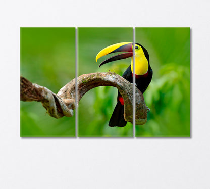 Toucan Bird Sitting on Branch Canvas Print-Canvas Print-CetArt-3 Panels-36x24 inches-CetArt