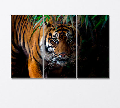 Sumatran Tiger on the Prowl Canvas Print-Canvas Print-CetArt-3 Panels-36x24 inches-CetArt