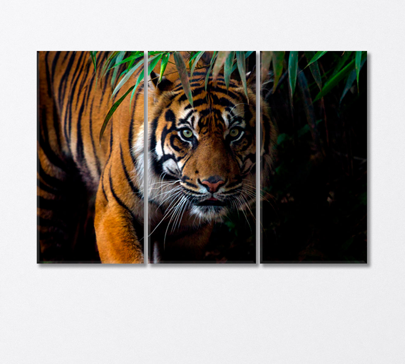 Sumatran Tiger on the Prowl Canvas Print-Canvas Print-CetArt-3 Panels-36x24 inches-CetArt