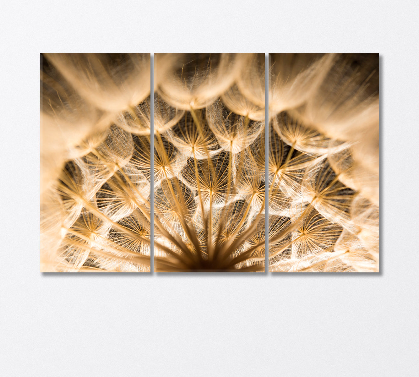 Dandelion Close Up Canvas Print-Canvas Print-CetArt-3 Panels-36x24 inches-CetArt