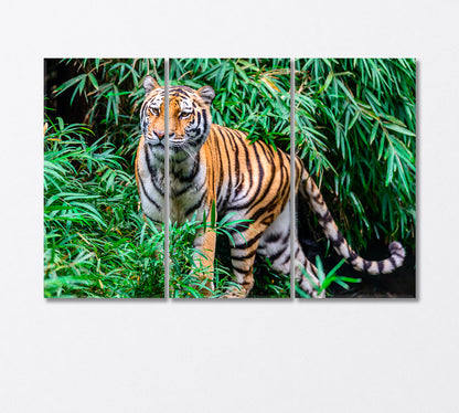 Wild Bengal Tiger on the Hunt Canvas Print-Canvas Print-CetArt-3 Panels-36x24 inches-CetArt