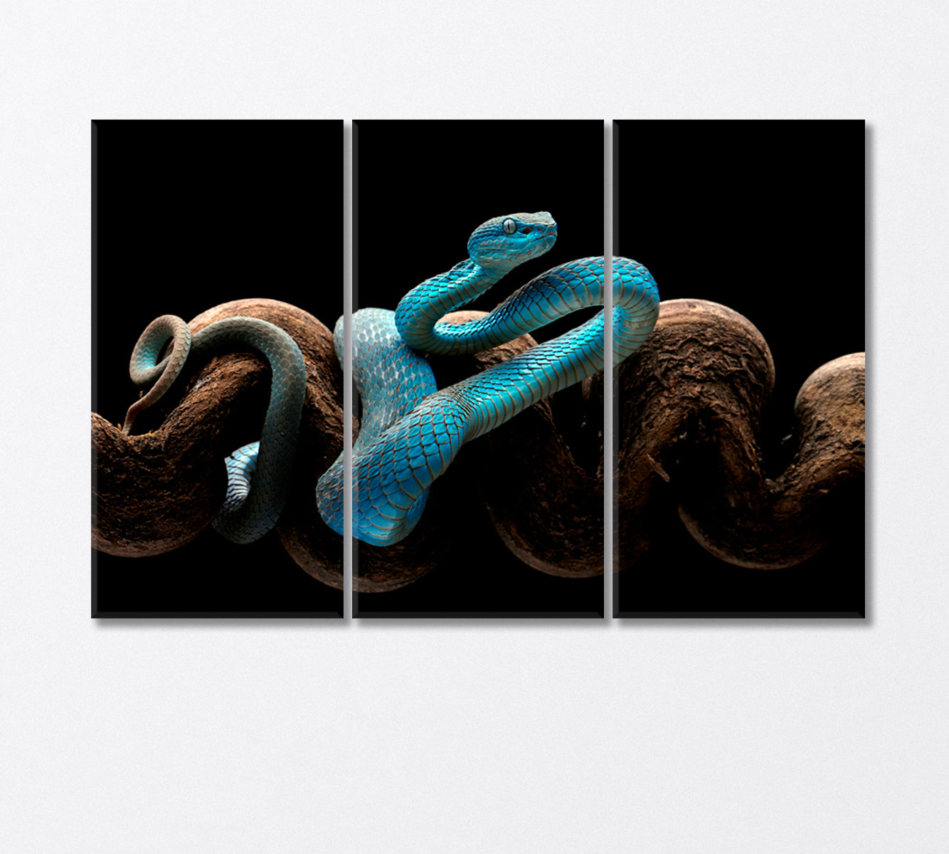 Poisonous Turquoise Blue Viper Canvas Print-Canvas Print-CetArt-3 Panels-36x24 inches-CetArt