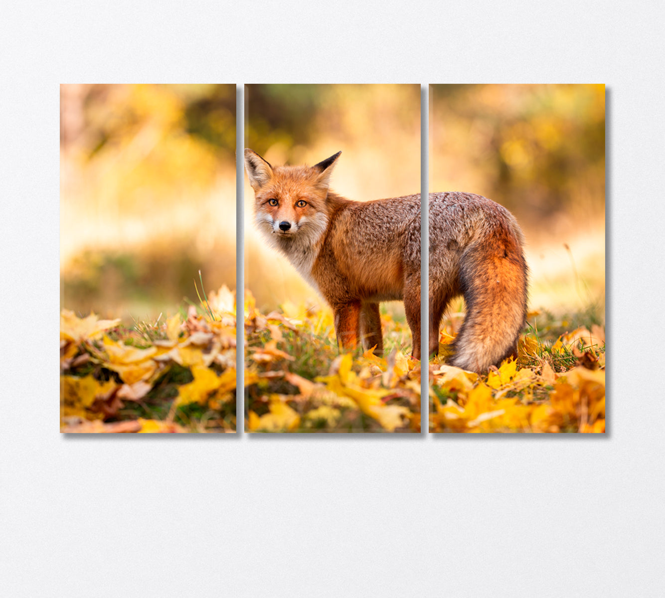 Red Fox Stands on Orange Foliage in the Forest Canvas Print-Canvas Print-CetArt-3 Panels-36x24 inches-CetArt
