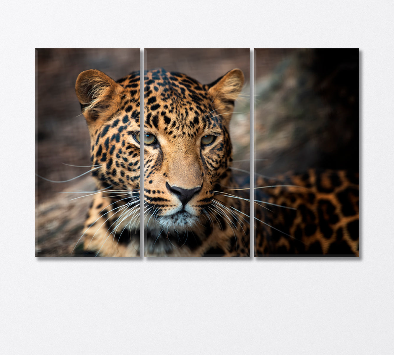 Young Leopard Canvas Print-Canvas Print-CetArt-3 Panels-36x24 inches-CetArt
