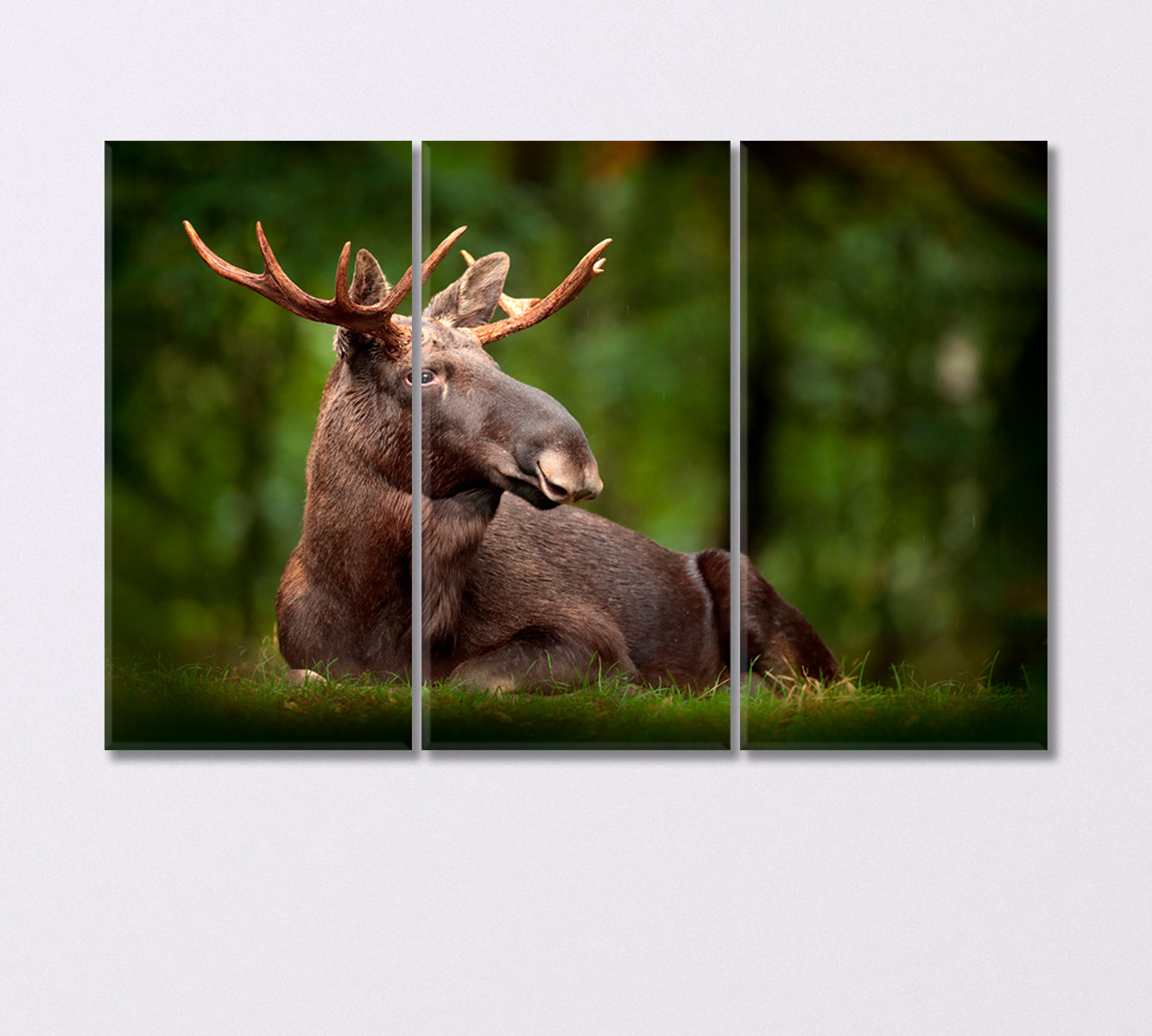 American Moose in Natural Habitat Canvas Print-Canvas Print-CetArt-3 Panels-36x24 inches-CetArt