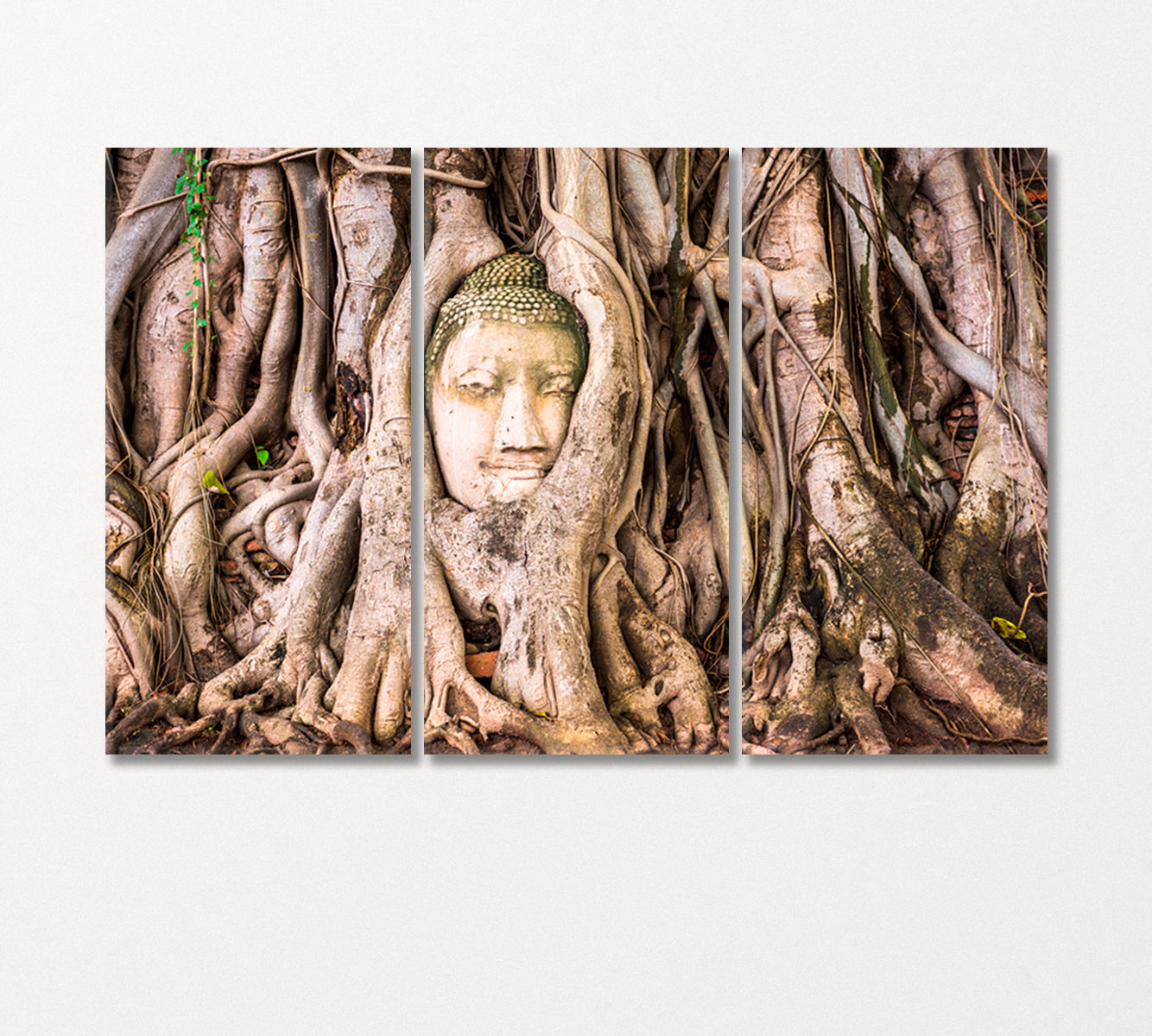 Buddha Head in Roots of Old Tree Banyan Thailand Canvas Print-Canvas Print-CetArt-3 Panels-36x24 inches-CetArt