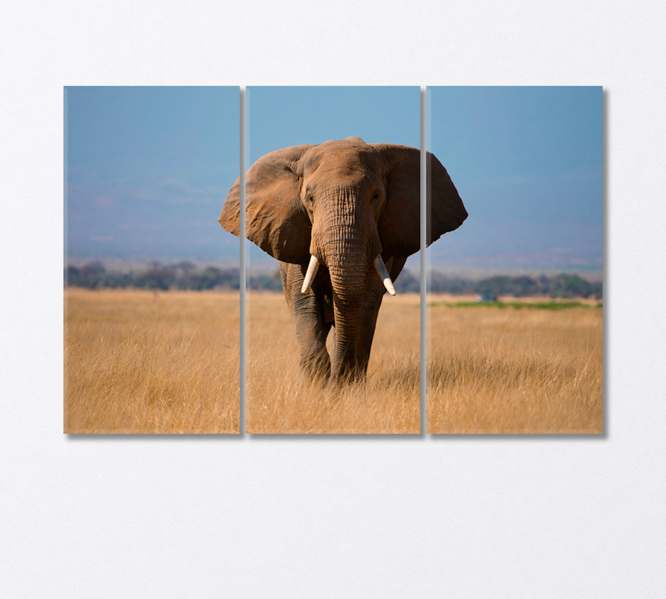 African Elephant in Amboseli Park Kenya Canvas Print-Canvas Print-CetArt-3 Panels-36x24 inches-CetArt