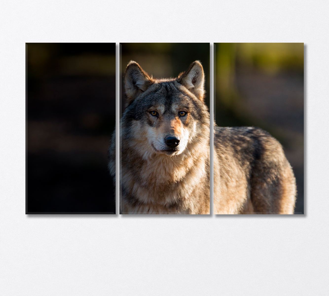Stately Gray Wolf Canvas Print-Canvas Print-CetArt-3 Panels-36x24 inches-CetArt