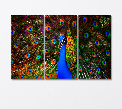 Colorful Dancing Peacock Canvas Print-Canvas Print-CetArt-3 Panels-36x24 inches-CetArt