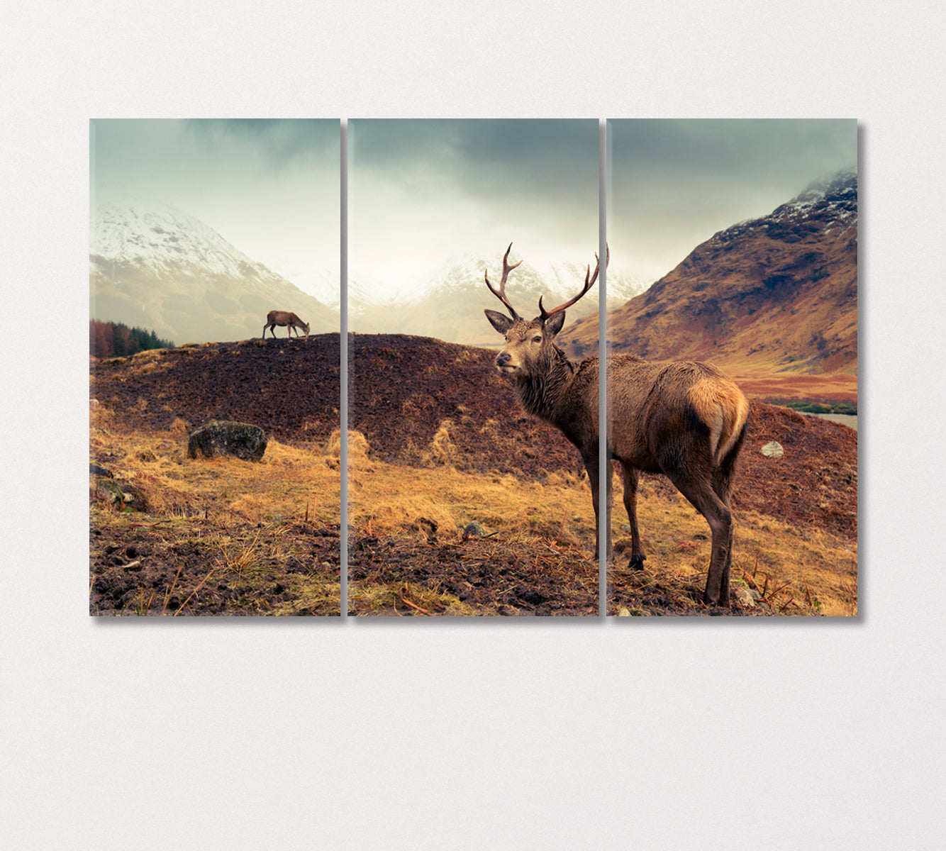 Scottish Mountain Landscape with Deer Canvas Print-Canvas Print-CetArt-3 Panels-36x24 inches-CetArt