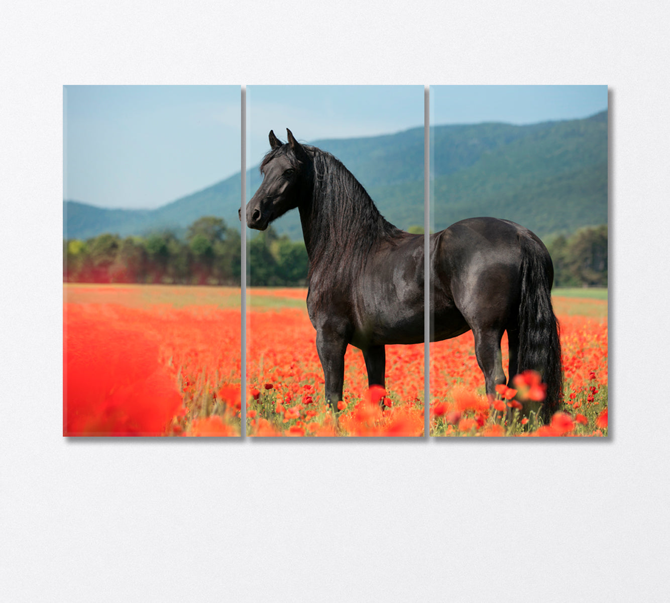 Black Arabian Horse in Poppy Field Canvas Print-Canvas Print-CetArt-3 Panels-36x24 inches-CetArt