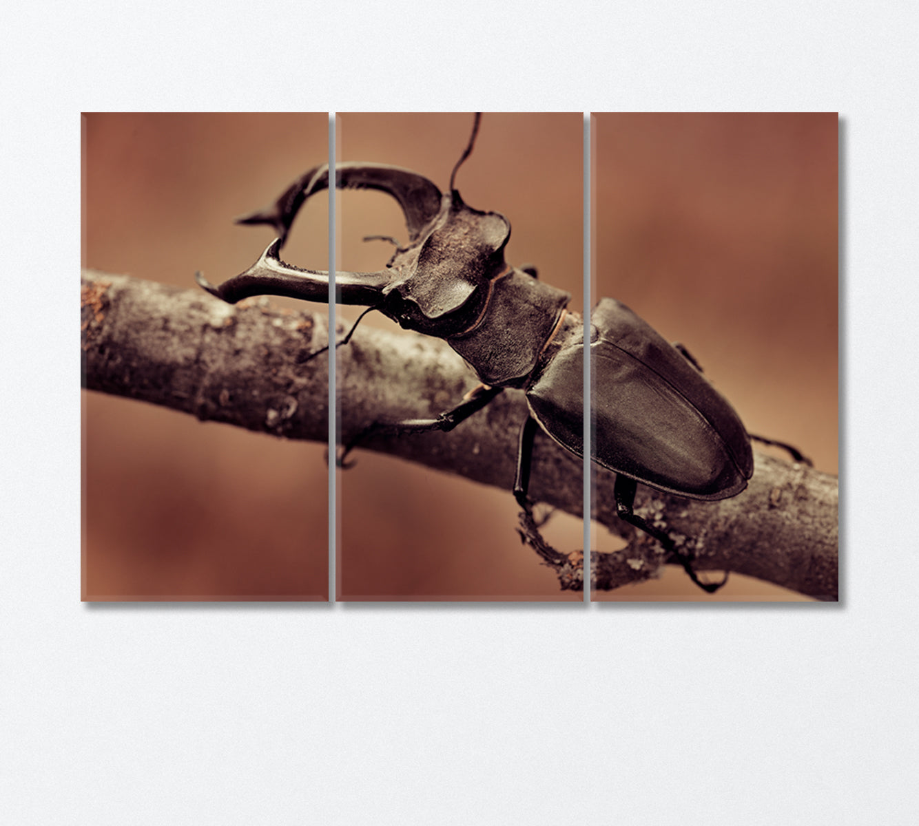 Deer Beetle Close Up Canvas Print-Canvas Print-CetArt-3 Panels-36x24 inches-CetArt