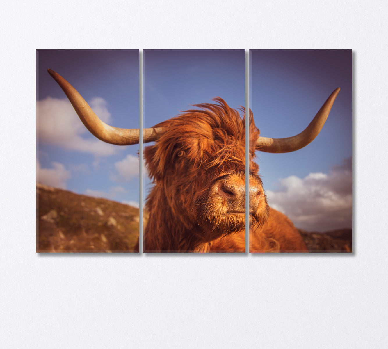 Highland Scottish Cow with Big Horns Canvas Print-Canvas Print-CetArt-3 Panels-36x24 inches-CetArt