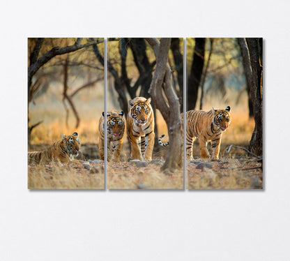 Tiger Family at Ranthambore National Park India Canvas Print-Canvas Print-CetArt-3 Panels-36x24 inches-CetArt