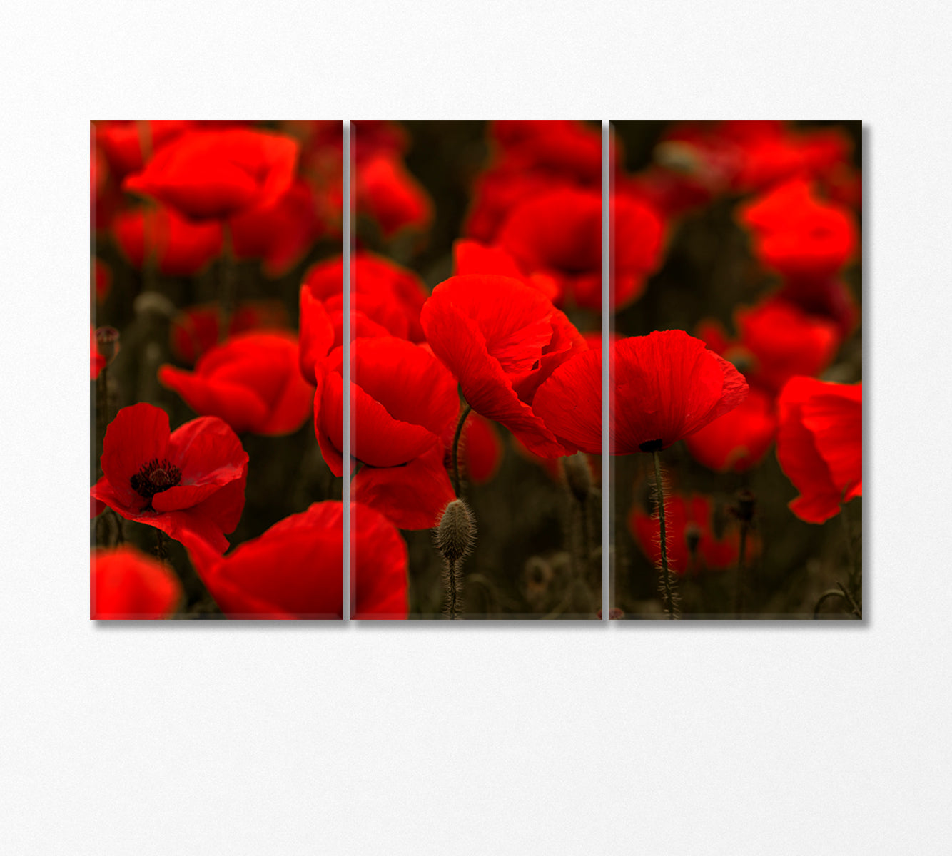 Field of Red Wild Poppies Canvas Print-Canvas Print-CetArt-3 Panels-36x24 inches-CetArt