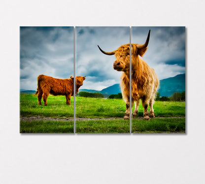 Highland Cows Canvas Print-Canvas Print-CetArt-3 Panels-36x24 inches-CetArt