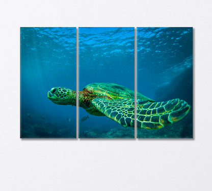 Green Sea Turtle Swimming Among Coral Reefs Canvas Print-Canvas Print-CetArt-3 Panels-36x24 inches-CetArt