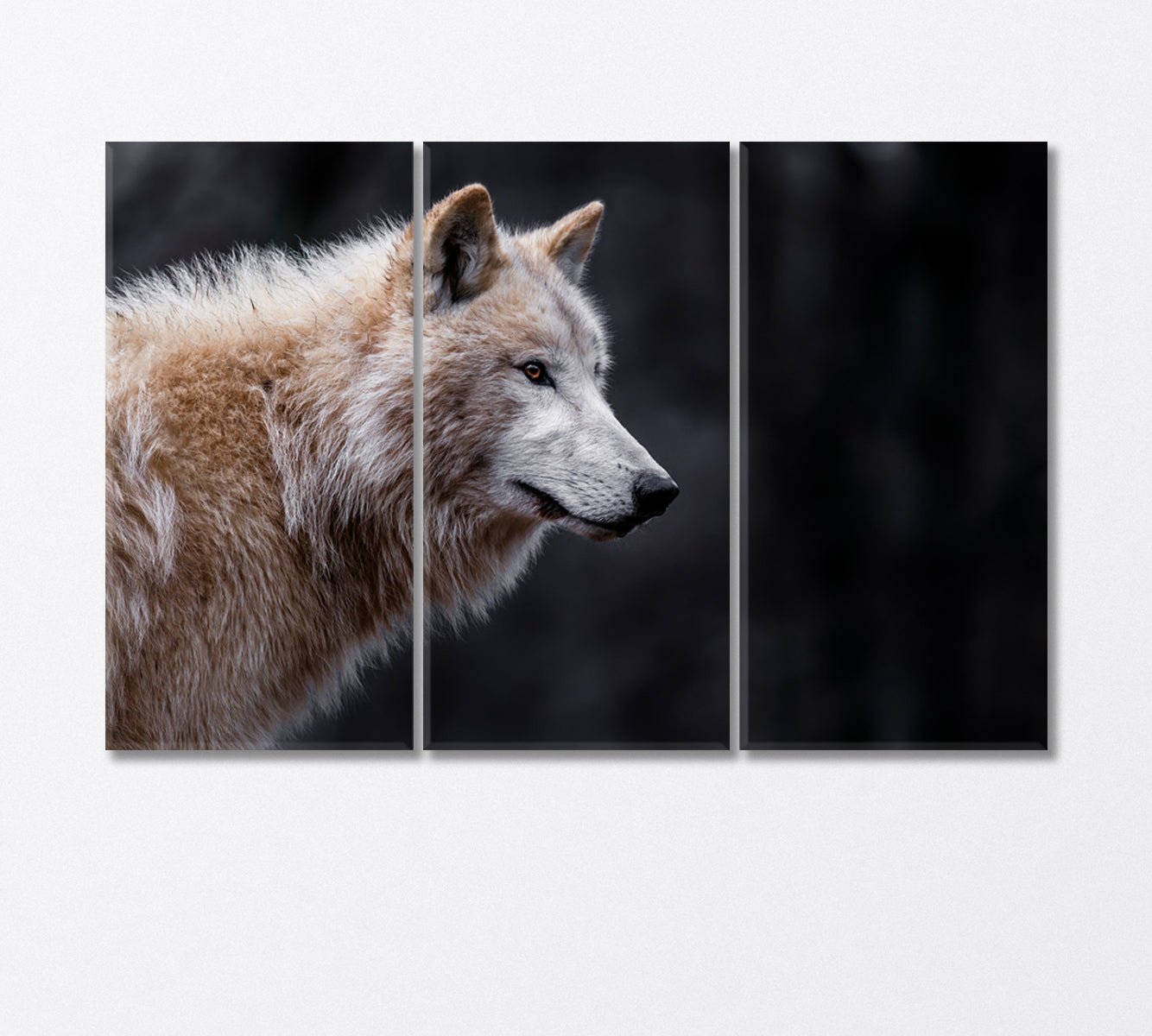 Arctic Wolf Canvas Print-Canvas Print-CetArt-3 Panels-36x24 inches-CetArt