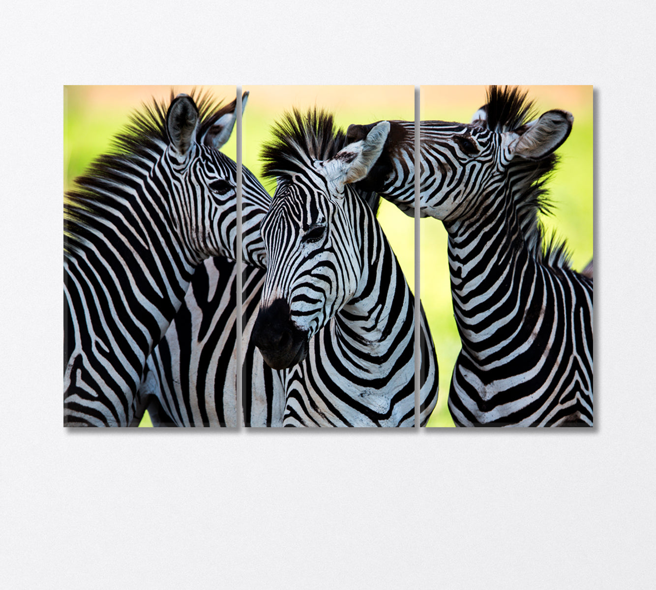 Wild Zebras of Africa Canvas Print-Canvas Print-CetArt-3 Panels-36x24 inches-CetArt