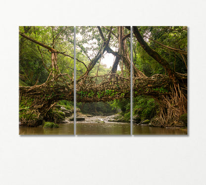 Living Root Bridge Cherrapunji India Canvas Print-Canvas Print-CetArt-3 Panels-36x24 inches-CetArt