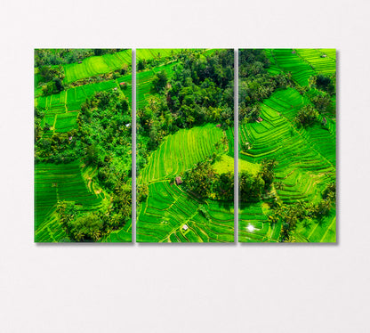 Rice Terraces Bali Indonesia Canvas Print-Canvas Print-CetArt-3 Panels-36x24 inches-CetArt