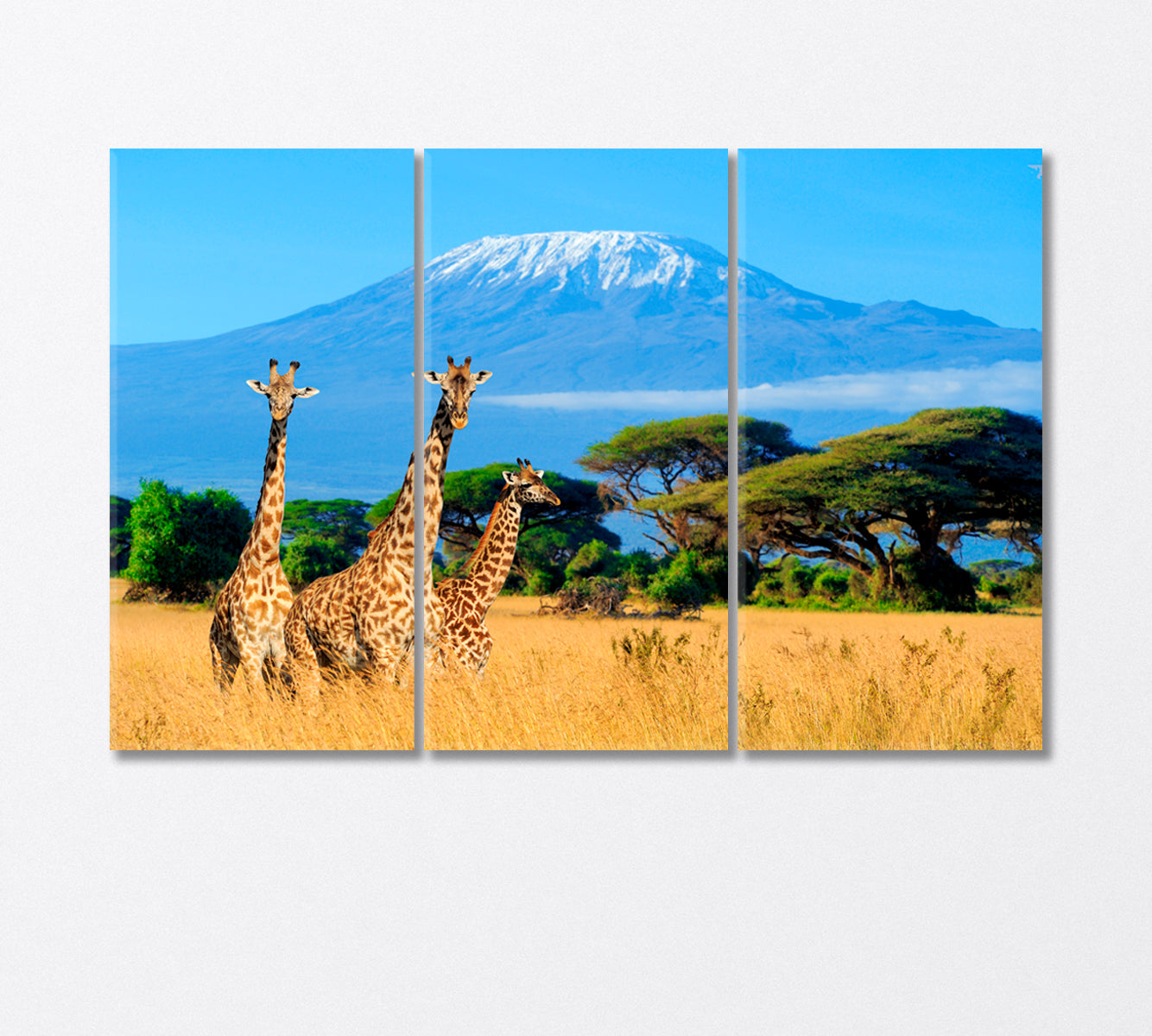 Three Giraffes Near Mount Kilimanjaro Africa Canvas Print-Canvas Print-CetArt-3 Panels-36x24 inches-CetArt