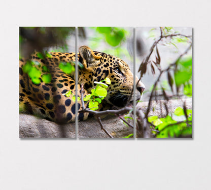 Daydreaming Jaguar South Africa Canvas Print-Canvas Print-CetArt-3 Panels-36x24 inches-CetArt