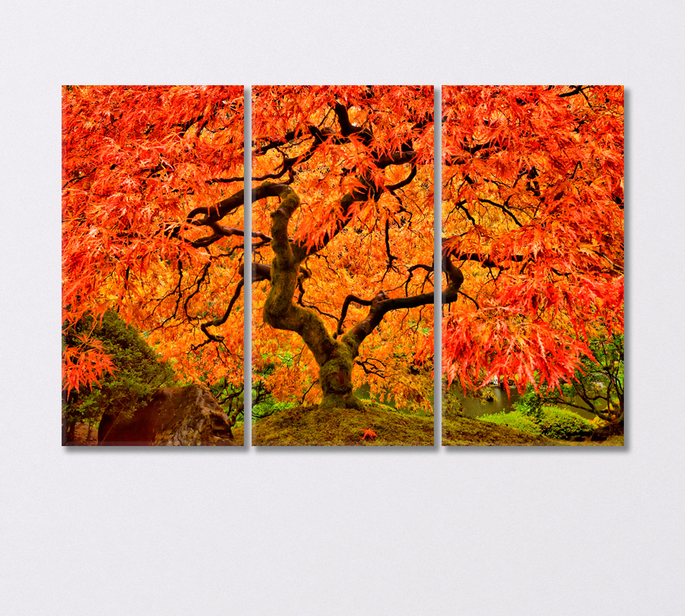 Japanese Maple in Autumn Canvas Print-Canvas Print-CetArt-3 Panels-36x24 inches-CetArt