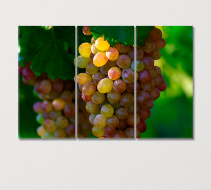 Morning Dew with Sunbeams on Bunches Grapes Canvas Print-Canvas Print-CetArt-3 Panels-36x24 inches-CetArt